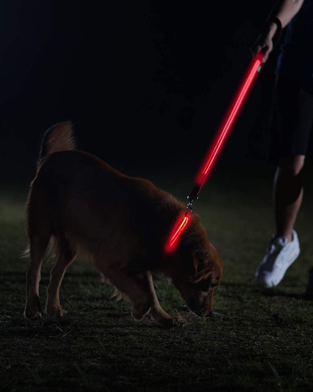 Ruff Life 101 LED Light Up Dog Leash (Leash, Red)