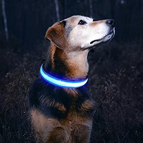 Blue led shop dog collar