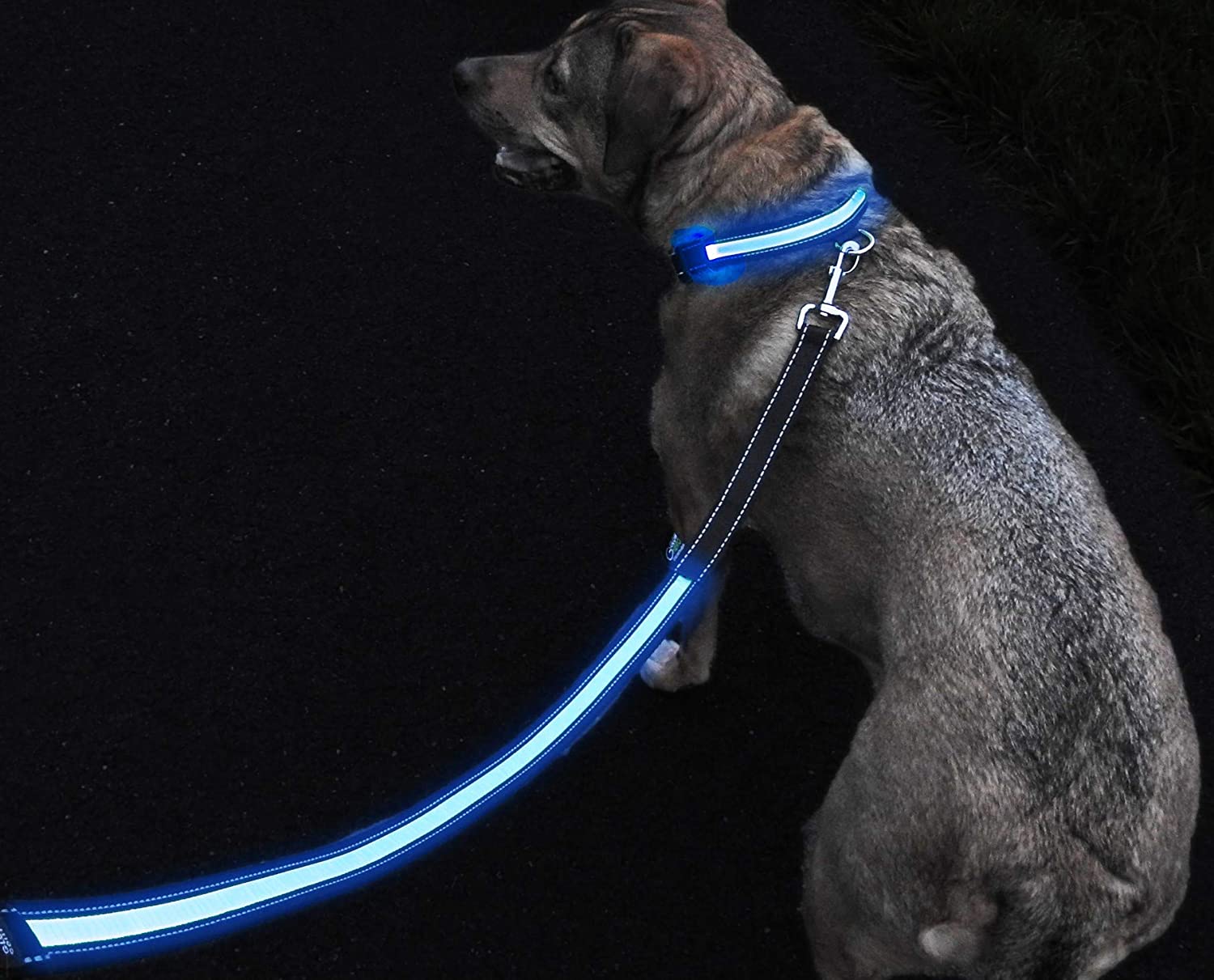 Ruff Life 101 LED Light Up Dog Leash Leash Blue